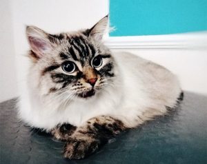 salon-gruminga-zootekstil-v-minske-galereya-rabot-kot5_1