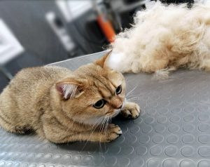 salon-gruminga-zootekstil-v-minske-galereya-rabot-kot9_1