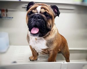 salon-gruminga-zootekstil-v-minske-galereya-rabot-sobaka18