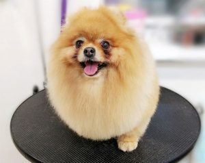 salon-gruminga-zootekstil-v-minske-galereya-rabot-sobaka9